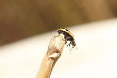 Hippodamia americana