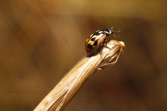 Hippodamia americana