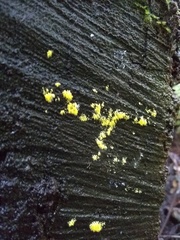 Mucronella flava