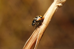 Hippodamia americana