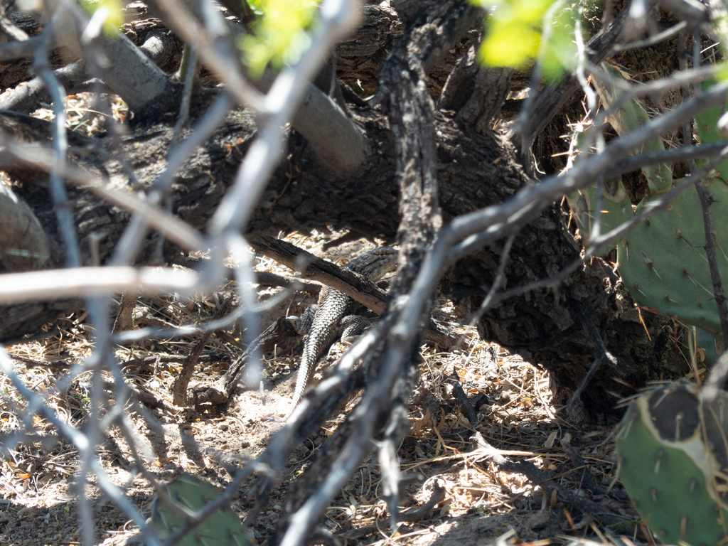 Twin-spotted Spiny Lizard