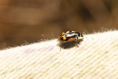 Hippodamia americana