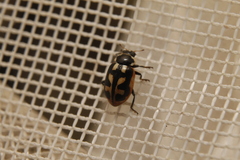 Hippodamia americana