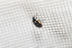 Hippodamia americana