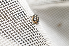 Hippodamia americana