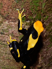 Dendrobates tinctorius