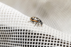 Hippodamia americana