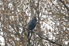 Phalacrocorax carbo