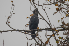 Phalacrocorax carbo
