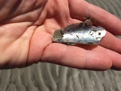 Pinnidae