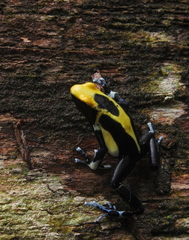 Dendrobates tinctorius