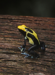 Dendrobates tinctorius