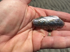 Pinnidae