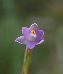 Thelymitra colensoi