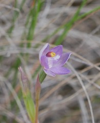 Thelymitra colensoi