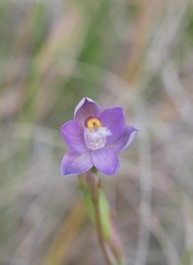 Thelymitra colensoi