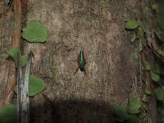 Scaria