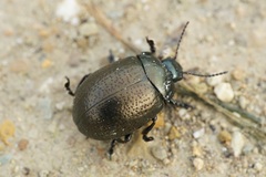 Chrysolina vernalis vernalis