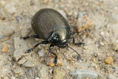 Chrysolina vernalis vernalis