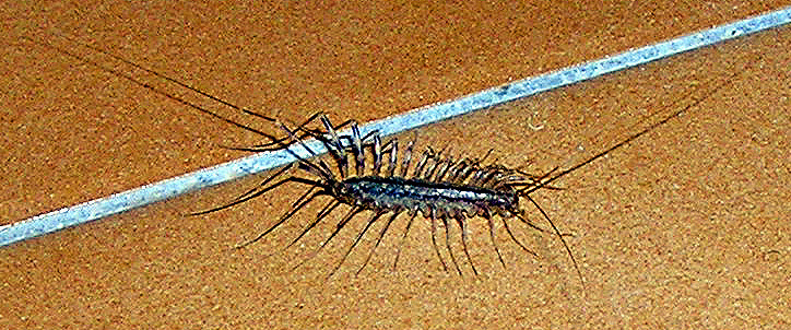House Centipede from Montée du Pain de Sucre, Manosque, France on July ...