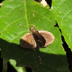 Hesperiidae