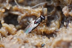 Encyrtinae
