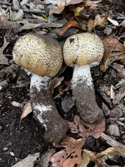 Agaricus nanaugustus