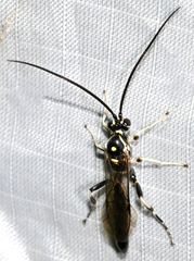 Cratichneumon sublatus