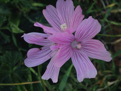 Sidalcea malviflora malviflora