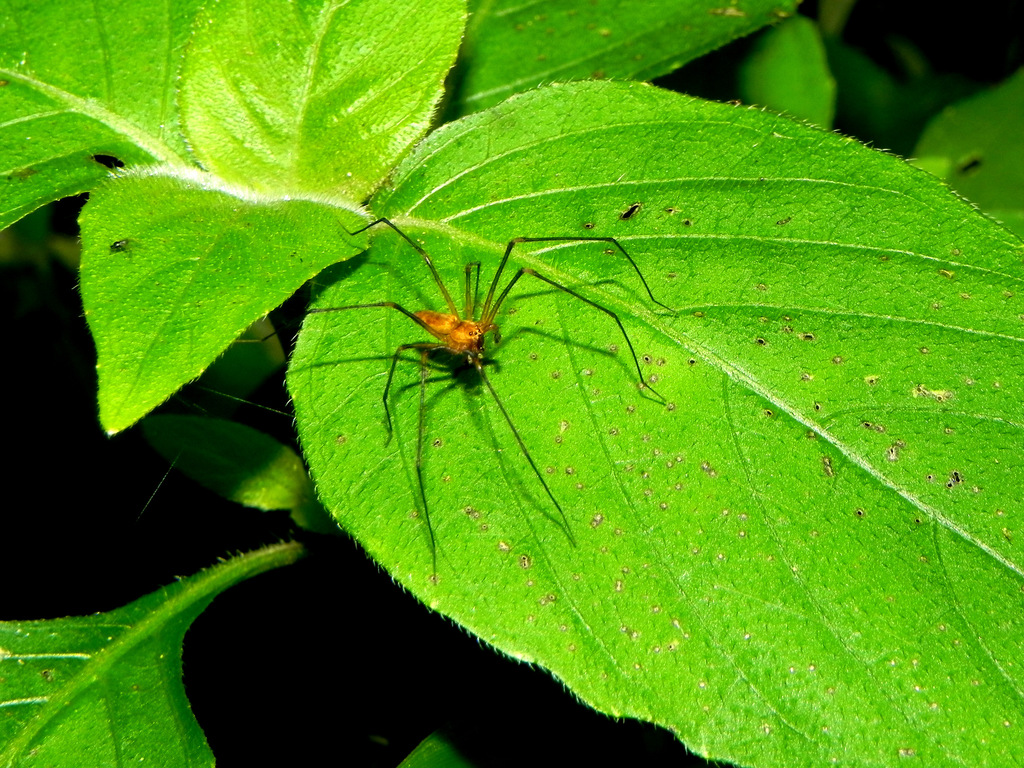 nursery web spiders