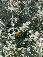 Buddleja marrubiifolia