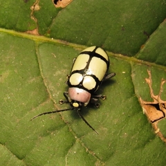 Omophoita octoguttata