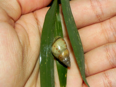 Drymaeus interpunctus