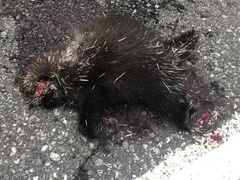 Erethizon dorsatum dorsatum