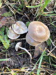 Clitocybe amarescens