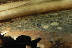 Maeota dichrura