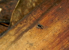 Maeota dichrura