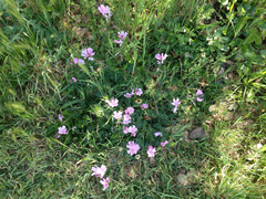 Sidalcea malviflora malviflora