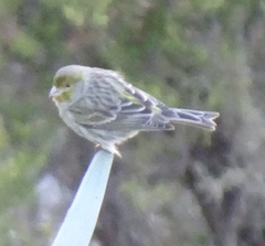 Serinus canaria canaria