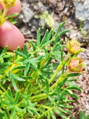 Potentilla biflora