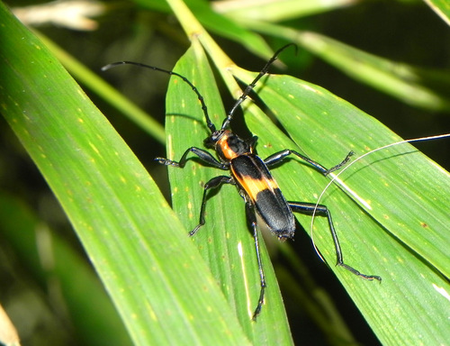 Mallosoma zonatum