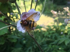 Volucella zonaria