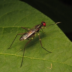 Micropezidae
