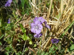Phacelia hirsuta