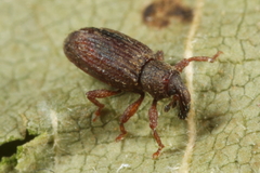 Orthochaetes setiger