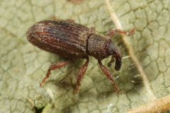 Orthochaetes setiger