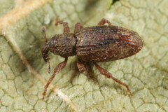 Orthochaetes setiger