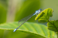 Enallagma divagans