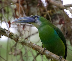 Aulacorhynchus coeruleicinctis