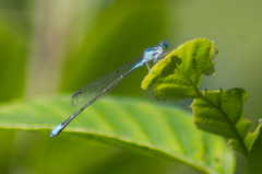 Enallagma divagans